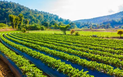 ¿Como solucionar el bombeo de aguas en fincas agrarias donde no llega electricidad?